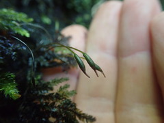 Hypnodendron arcuatum