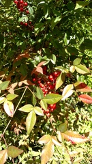 Nandina domestica