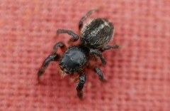 Pellenes tripunctatus