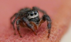 Pellenes tripunctatus