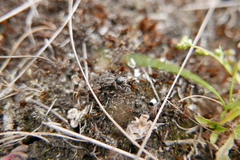 Pellenes tripunctatus