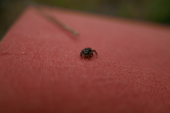 Pellenes tripunctatus