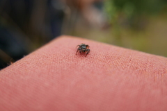 Pellenes tripunctatus