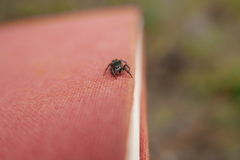 Pellenes tripunctatus