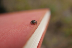 Pellenes tripunctatus