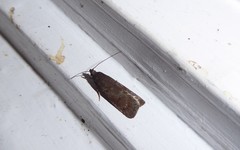 Phaeosaces apocrypta