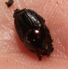 Onthophagus orpheus