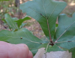 Kokkocynips