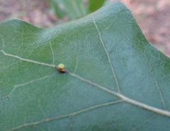Kokkocynips