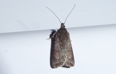 Phaeosaces apocrypta