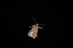 Phaeosaces apocrypta