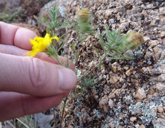 Heterotheca stenophylla