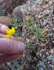Heterotheca stenophylla