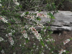 Thryptomene micrantha