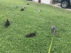 Cairina moschata domestica