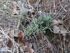 Heterotheca stenophylla