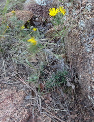 Heterotheca stenophylla