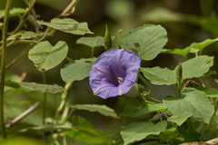 Ipomoea lindenii