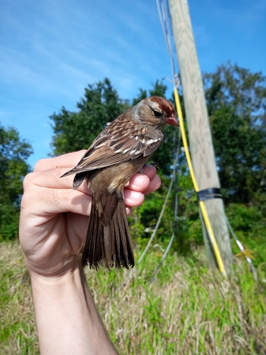 White-crowned Sparrow photographed in Mississippi