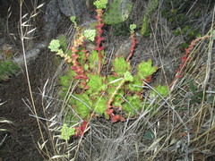 Dudleya candida