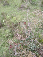 Xylosma tweediana