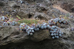 Dudleya candida