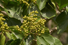 Dendropanax