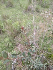 Xylosma tweediana