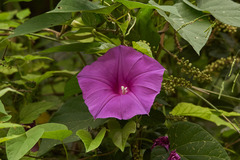 Ipomoea bernoulliana