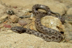 Hypsiglena ochrorhynchus ochrorhynchus