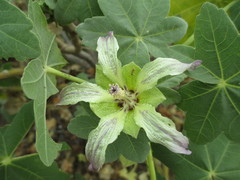 Malva occidentalis
