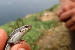 Plestiodon skiltonianus interparietalis