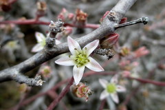 Dudleya attenuata attenuata