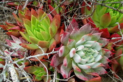 Dudleya candida
