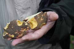 Xerocomellus pruinatus