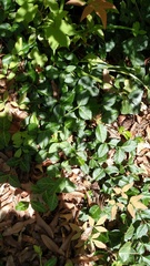 Hedera helix