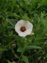 Pavonia betonicaefolia