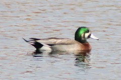 Anas platyrhynchos × Mareca americana