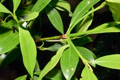 Garcinia oblongifolia