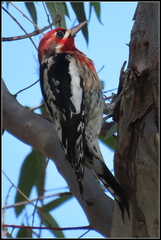 Sphyrapicus ruber × nuchalis