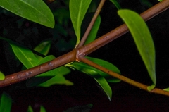 Garcinia oblongifolia