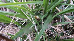 Alpaida variabilis