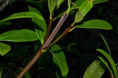 Garcinia oblongifolia