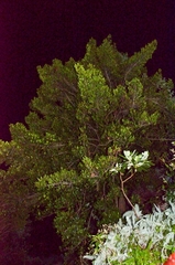 Garcinia oblongifolia