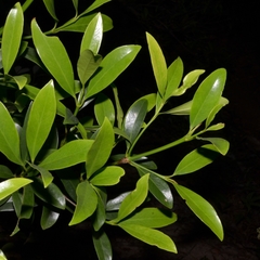 Garcinia oblongifolia