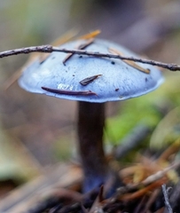 Thaxterogaster occidentalis