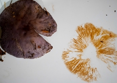 Thaxterogaster occidentalis