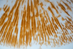 Thaxterogaster occidentalis