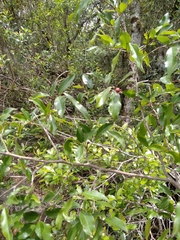 Sebastiania commersoniana