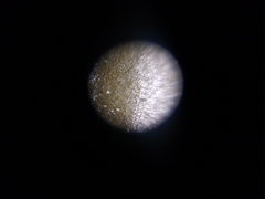 Thaxterogaster occidentalis